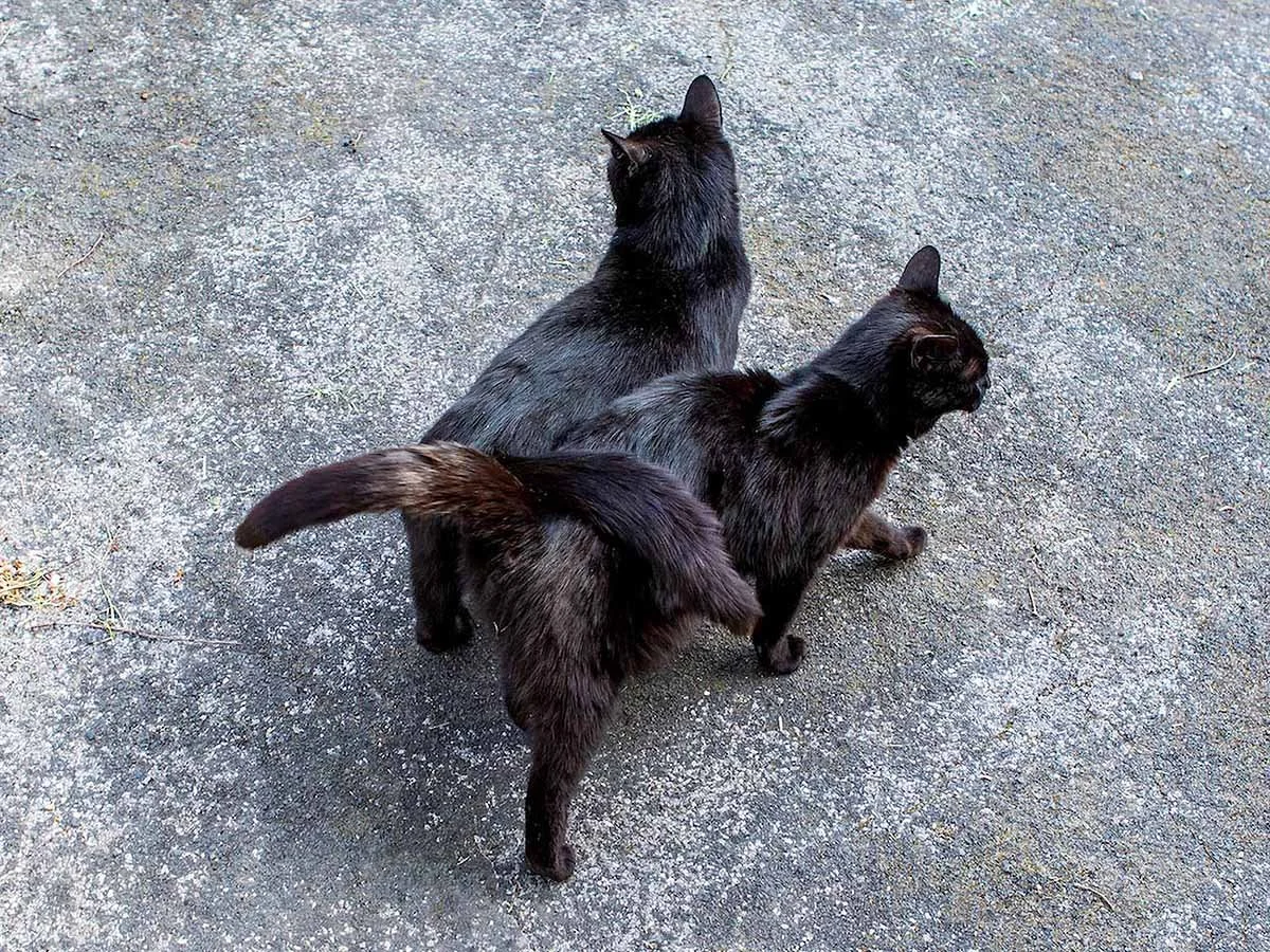 Calling Interdimensional Rescue